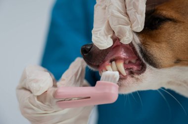 Bir veteriner Jack Russell Terrier 'ın dişlerini temizliyor.