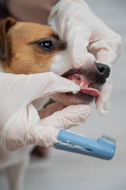 Bir veteriner Jack Russell Terrier 'ın dişlerini temizliyor. Dikey fotoğraf