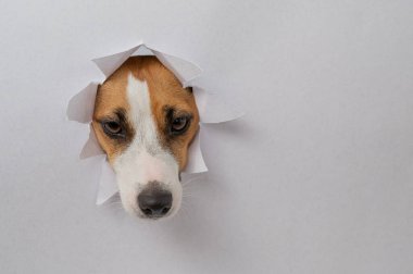 Komik bir Jack Russell Terrier köpeği açık gri bir karton arka planda göze çarpıyor. Boşluğu kopyala