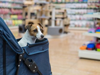 Jack Russell Terrier bir evcil hayvan dükkanında bebek arabasında