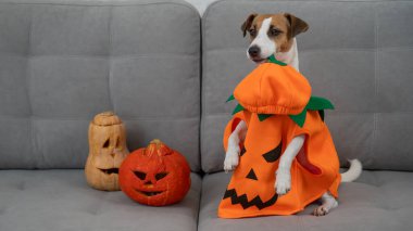 Jack Russell Terrier 'ın balkabağı kostümlü köpeği kanepede Jack O Lantern' in yanında.