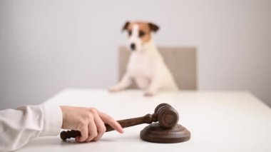 Yargıç Jack Russell Terrier 'a Karar Verdi