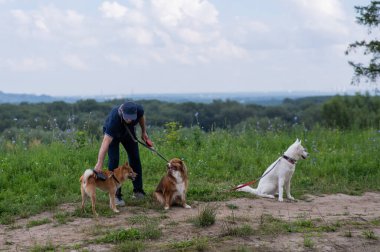 Beyaz bir adam üç köpekle yürür. Köpek gezdirici