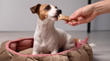 Sahibi köpeğe bir tendon kemiği vermiş.