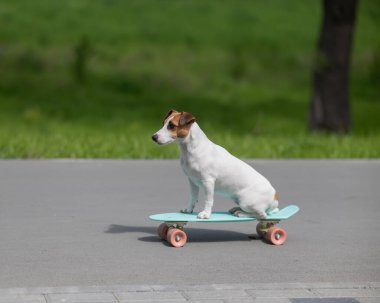 Jack Russell Terrier köpeği parkta bir kuruş tahtasına biner.