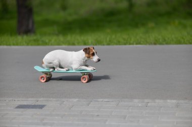 Jack Russell Terrier köpeği parkta bir kuruş tahtasına biner.