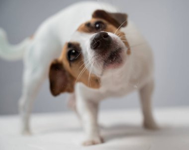 Beyaz arka planda şeffaf cam yalayan Jack Russell Terrier köpeği