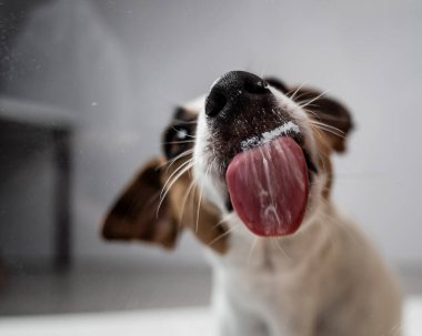 Beyaz arka planda şeffaf cam yalayan Jack Russell Terrier köpeği