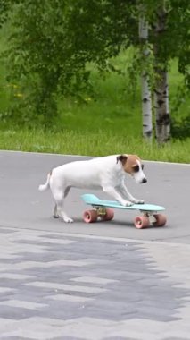 Jack Russell Terrier köpeği parkta bir peni tahtası sürüyor. Dikey video