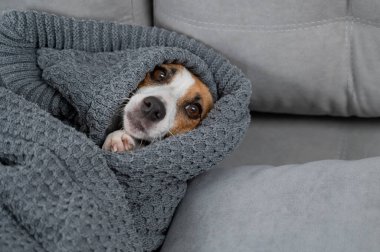 Jack Russell Terrier köpeği battaniyeye sarılmış yatıyor.