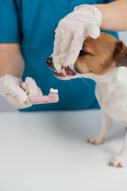 Bir veteriner Jack Russell Terrier 'ın dişlerini temizliyor. Dikey fotoğraf