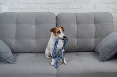 Jack Russell Terrier kanepede otururken tasmasını tutuyor. Köpek yürüyüşe çıkmak istiyor.
