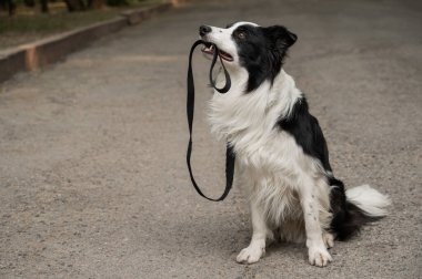 Border collie açık havada ağzında tasma tutuyor.