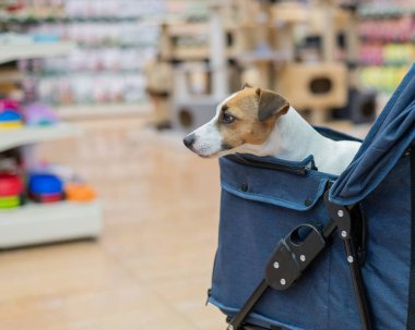 Jack Russell Terrier bir evcil hayvan dükkanında bebek arabasında
