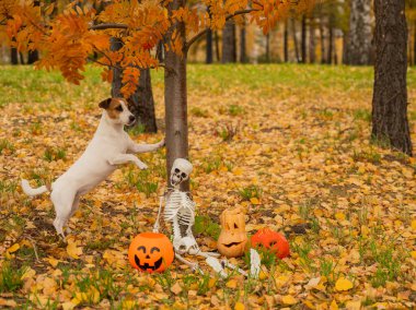 Jack Russell Terrier köpeği sonbahar ormanlarında Cadılar Bayramı süslemelerinin yanında ağacın altında duruyor.