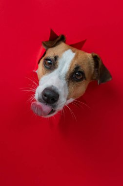 Komik köpek burnunu yalıyor. Jack Russell Terrier 'ın kafası kırmızı karton arka plandan dışarı fırlamış. Dikey fotoğraf