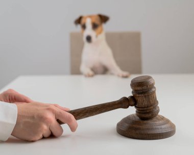 Yargıç Jack Russell Terrier 'a Karar Verdi