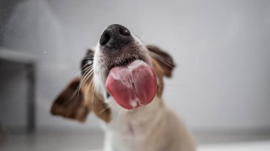 Beyaz arka planda şeffaf cam yalayan Jack Russell Terrier köpeği