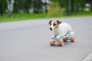 Jack Russell Terrier köpeği parkta bir kuruş tahtasına biner.