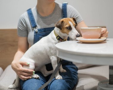 Jack Russell bir kafede hostesin kucağında oturuyor. Köpek dostu bir kafede kahve içen kadın.