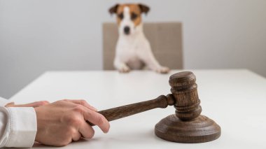 Yargıç Jack Russell Terrier 'a Karar Verdi