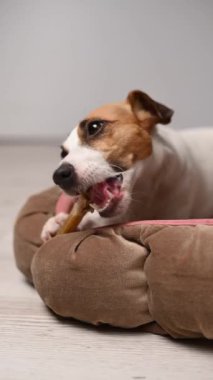Jack Russell Terrier Köpek Kemiği Çiğniyor. Dikey video
