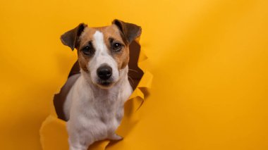 Komik köpek Jack Russell Terrier kağıt turuncu arka planda bir delikten sarkıyor.