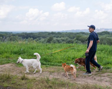 Beyaz bir adam üç köpekle yürür. Köpek gezdirici