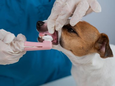 Bir veteriner Jack Russell Terrier 'ın dişlerini temizliyor.