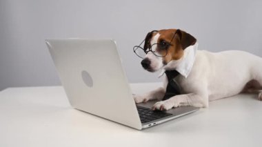 Beyaz arka planda dizüstü bilgisayarla çalışan kravatlı şirin Jack Russell Terrier köpeği.