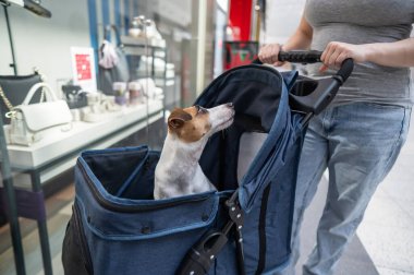 Beyaz kadın alışveriş merkezinde evcil hayvanla alışveriş yapıyor. Taşıyıcıdaki köpek.