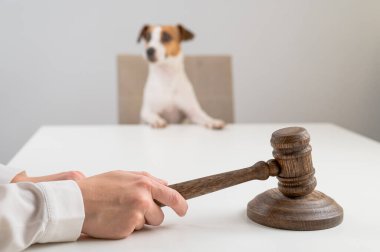 Yargıç Jack Russell Terrier 'a Karar Verdi