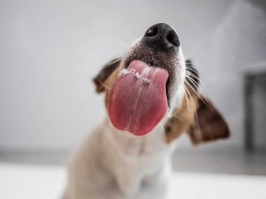 Beyaz arka planda şeffaf cam yalayan Jack Russell Terrier köpeği