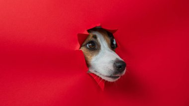 Komik Jack Russell Terrier köpeği kırmızı karton arka planda göze çarpıyor. Boşluğu kopyala