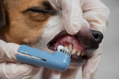 Bir veteriner Jack Russell Terrier 'ın dişlerini temizliyor.