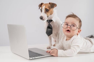 Sevimli erkek bebek ve Jack Russell teriyer köpeği dizüstü bilgisayarda çalışıyor.