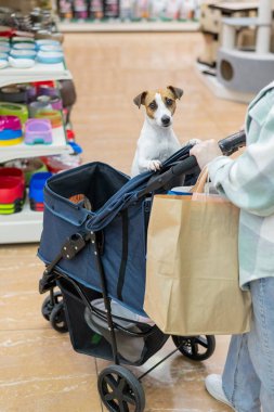 Bir kadın evcil hayvan dükkanında Jack Russell Terrier köpeğiyle bebek arabasında alışveriş yapıyor. Dikey fotoğraf