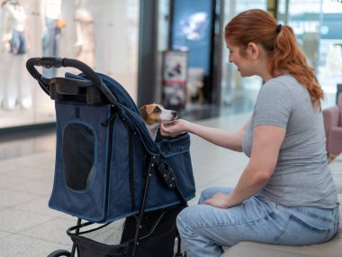 Caucasian woman petting her Jack Russell terrier dog. Shopping with a pet in the mall clipart