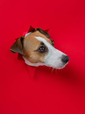 Komik Jack Russell Terrier köpeği kırmızı karton arka planda göze çarpıyor. Uzayı kopyala Dikey fotoğraf