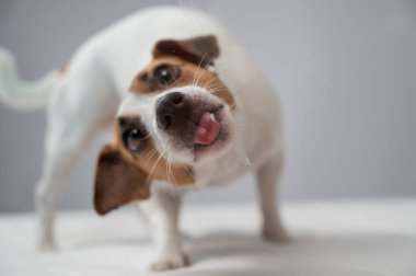 Beyaz arka planda şeffaf cam yalayan Jack Russell Terrier köpeği