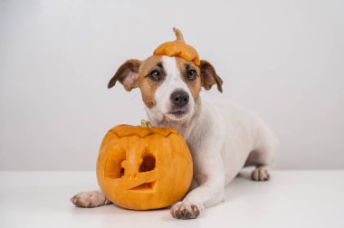 Beyaz arka planda balkabağı şapkalı Jack Russell Terrier köpeği.