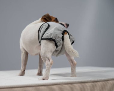 Jack Russell Terrier köpeği tekrar kullanılabilir bezlerle yatakta duruyor.