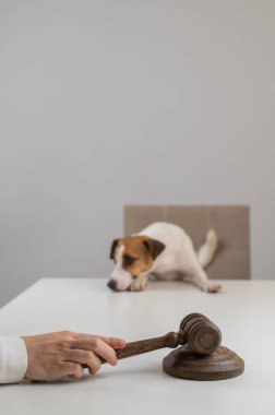 Yargıç Jack Russell Terrier 'a Karar Verdi