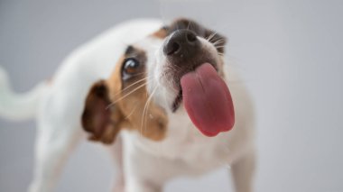 Beyaz arka planda şeffaf cam yalayan Jack Russell Terrier köpeği