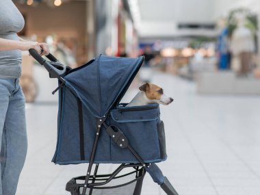 Beyaz bir kadın alışveriş merkezinden Jack Russell Terrier köpeği ile bebek arabasıyla geçiyor.