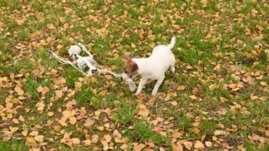 Jack Russell Teriyer Köpeği İnsan iskeletini sonbahar parkında sürüklüyor