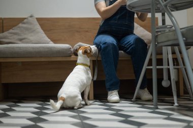 Jack Russell bir kafede yerde oturuyor ve köpek dostu bir kafede sahibini bekliyor.