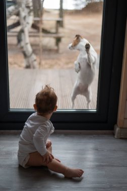 Köpek verandanın penceresinde duruyor ve pençesini camdan yan taraftaki ayakta duran bebeğe doğru vuruyor. Dikey fotoğraf