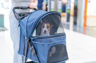 Jack Russell teriyer köpeğinin yakın plan portresi bebek arabasının içinde.
