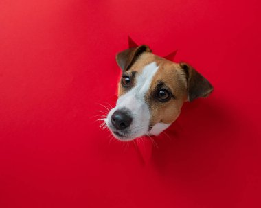 Komik Jack Russell Terrier köpeği kırmızı karton arka planda göze çarpıyor. Boşluğu kopyala